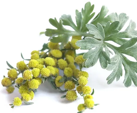 Экстракт травы полыни горькой