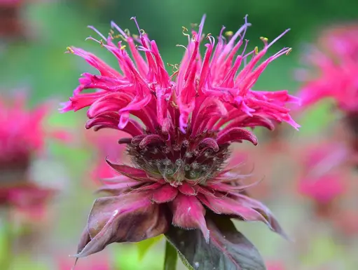 Экстракт монарды