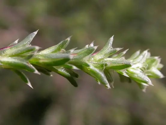 Экстракт солянки холмовой