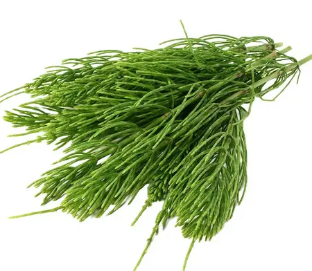 Экстракт хвоща полевого