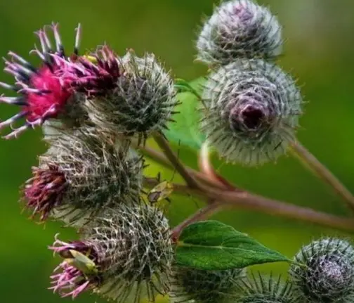 Экстракт корней лопуха