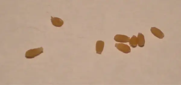 Изображение различных видов паразитов