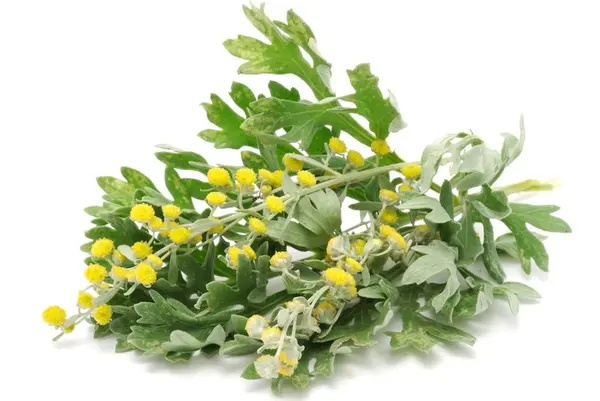 Экстракт травы полыни горькой