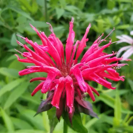 Экстракт монарды