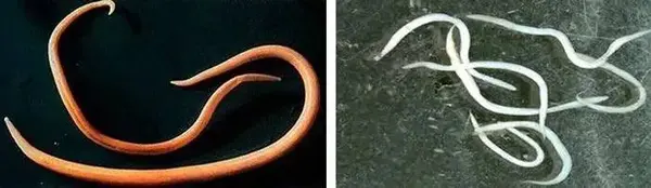 Предупреждение о смертельной опасности