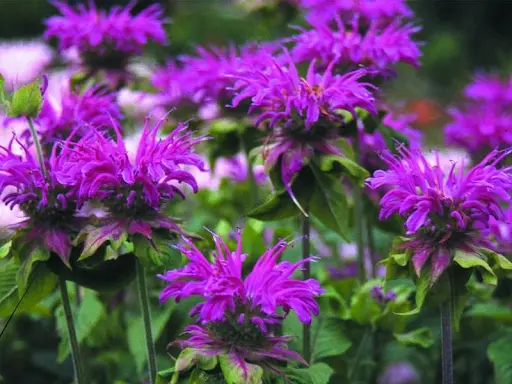 Экстракт монарды