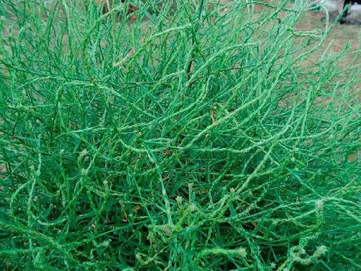 Экстракт солянки холмовой