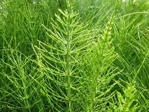 Экстракт хвоща полевого