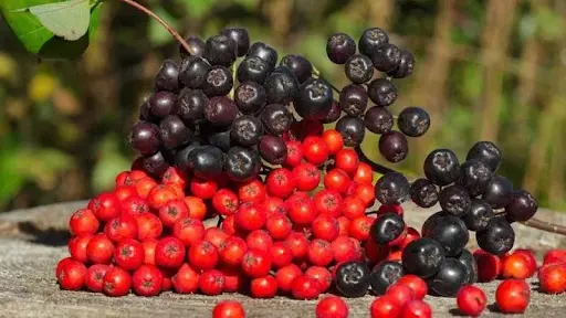 Экстракты плодов рябины красной и черноплодной