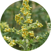 Экстракт травы полыни горькой