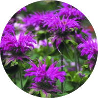 Экстракт монарды