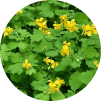 Экстракт чистотела