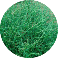 Экстракт солянки холмовой