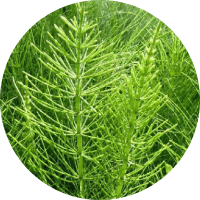 Экстракт хвоща полевого