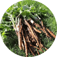 Экстракт корней лопуха