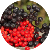Экстракты плодов рябины