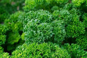 Иконка или изображение пантов марала