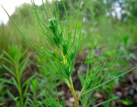 Экстракт солянки холмовой