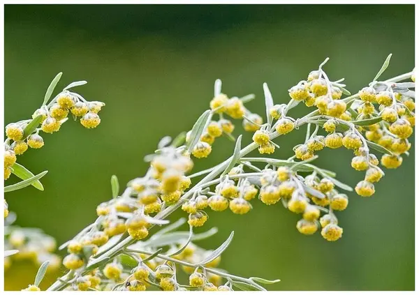 Экстракт травы полыни