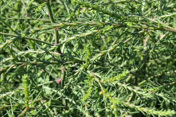 Экстракт солянки холмовой