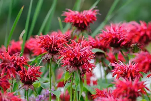 Письмо благодарности