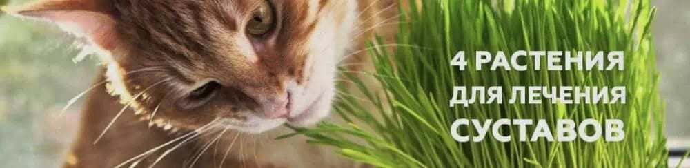 Заголовок статьи