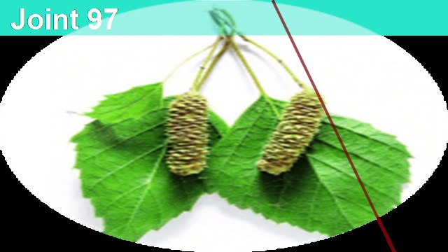 Листья берёзы