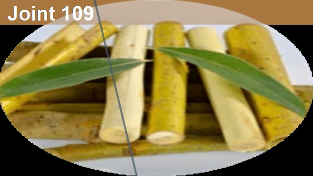 Рентген колена