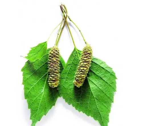 Борис Алексеевич Власов, специалист-ревматолог