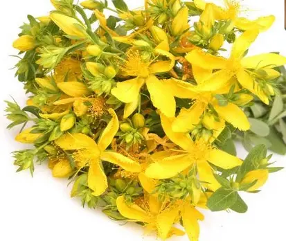 Водный экстракт зверобоя продырявленного