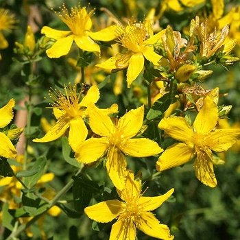 Водный экстракт пустырника пятилопастного