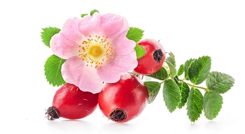 Экстракт шиповника