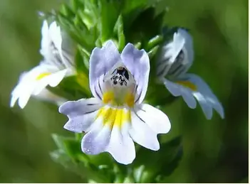 Экстракт травы очанки